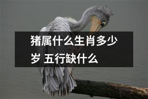 阴阳师属猪是什么，阴阳师属猪是什么式神？