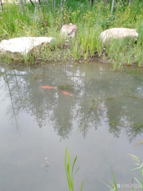 阴阳师头尾巴是什么意思?阴阳师头尾脖子?