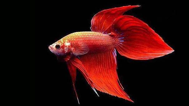 阴阳师斗鱼什么作用,阴阳师斗鱼适合养什么式神